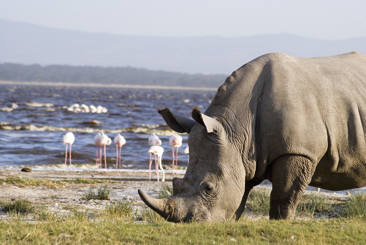Lake Nakuru