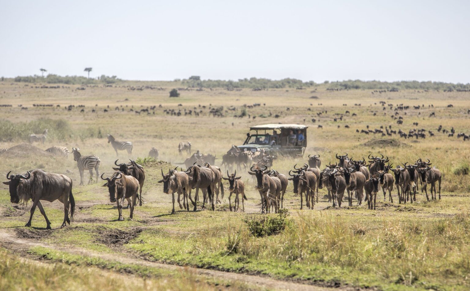 wanneer grote trek masai mara