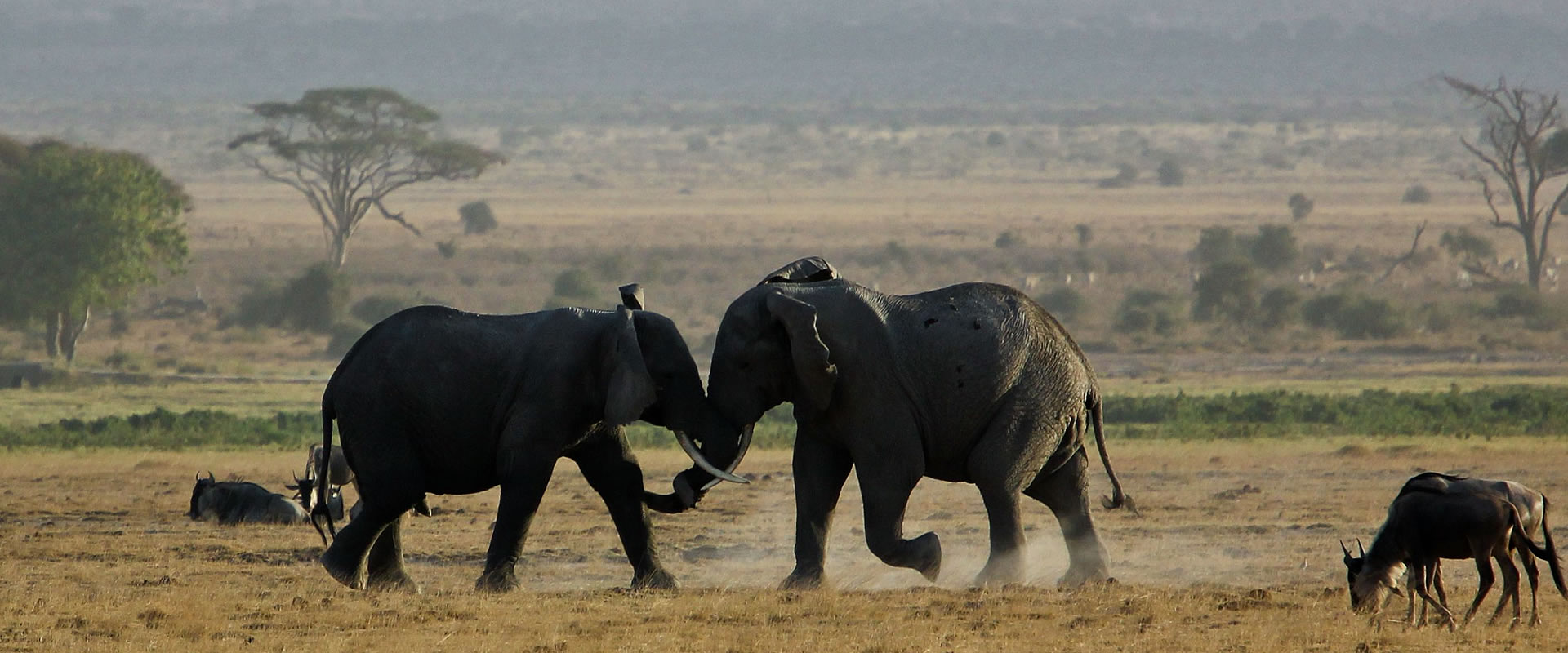 3 Day Tanzania Budget Safari- Serengeti and Ngorongoro