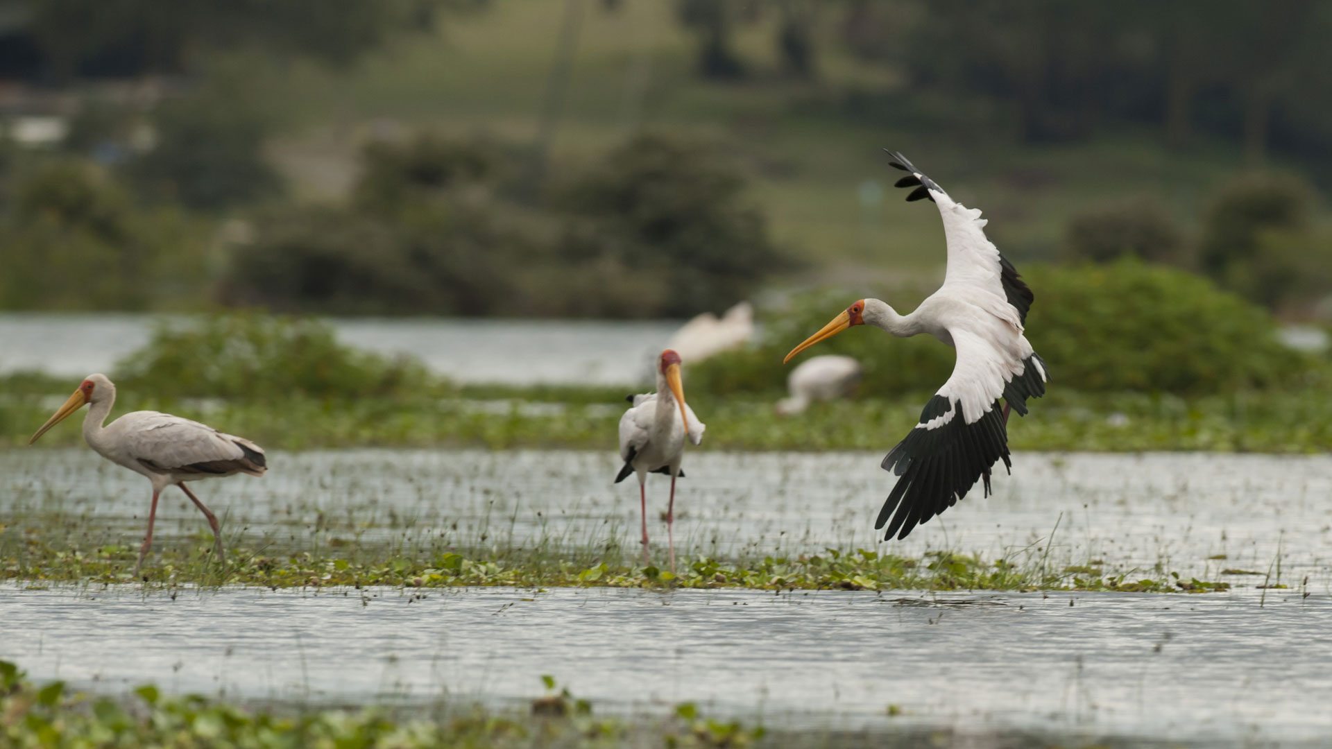 Tanzania Safari Experience