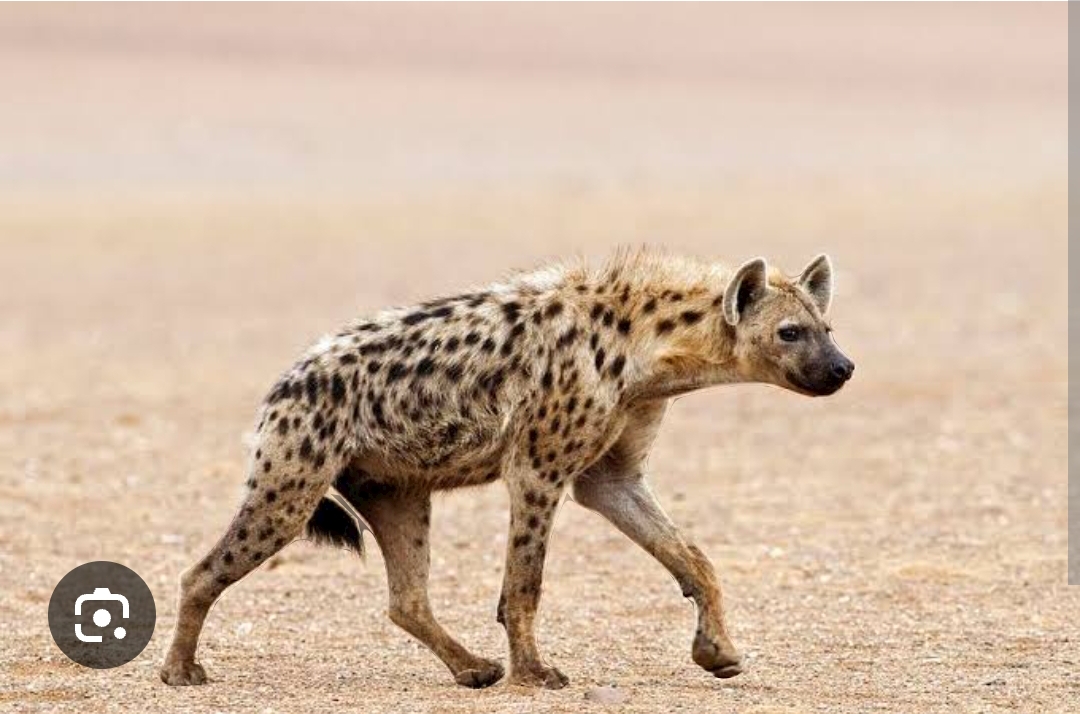 SPOTTED HYENA NATIVE TO AFRICAN SAVANNAH