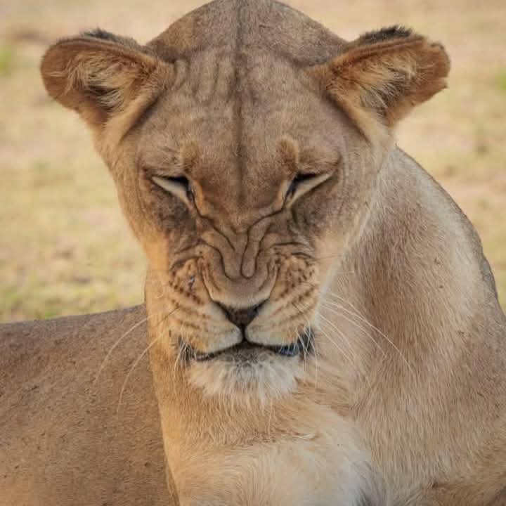 Kenya Wildlife Safari