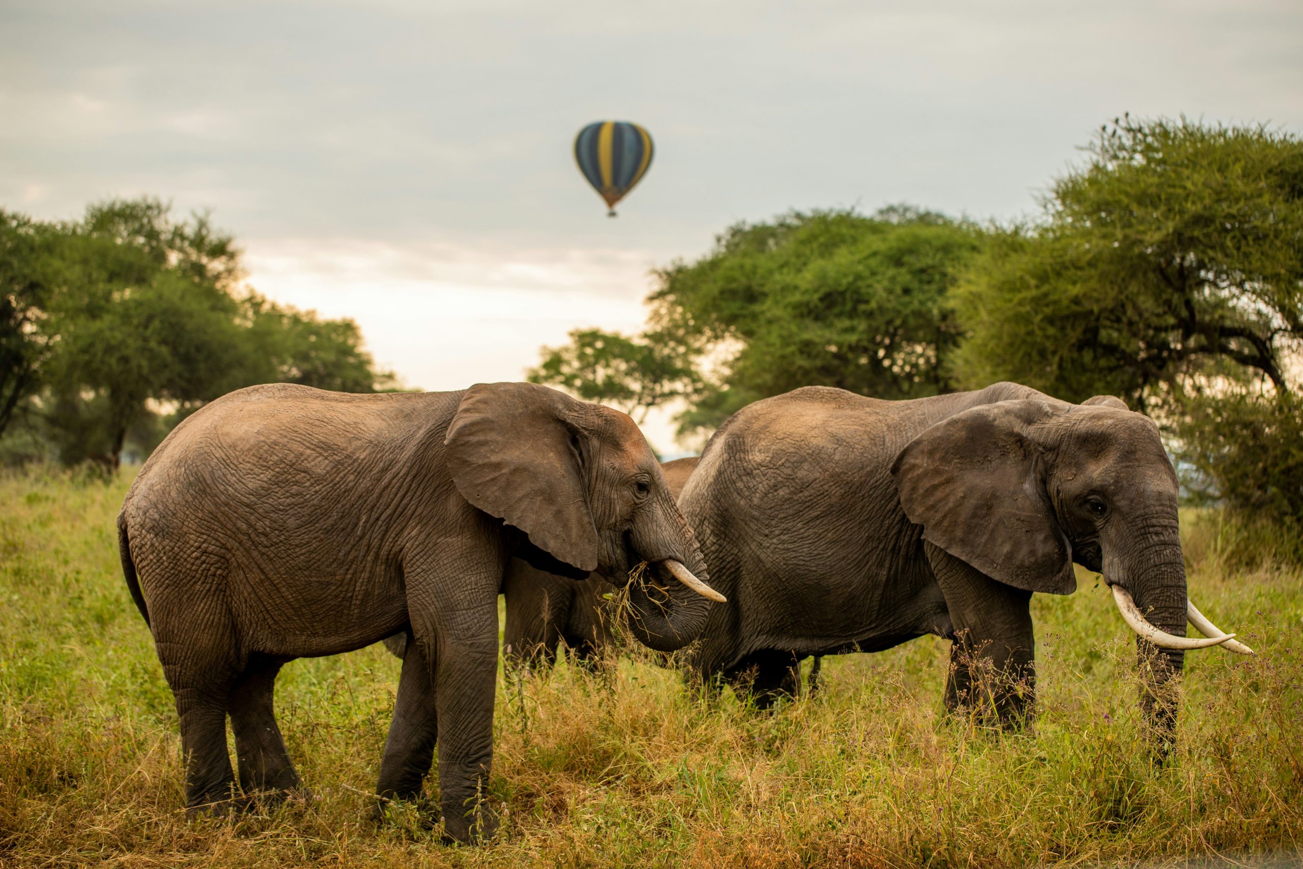 Budget Tanzania Safari