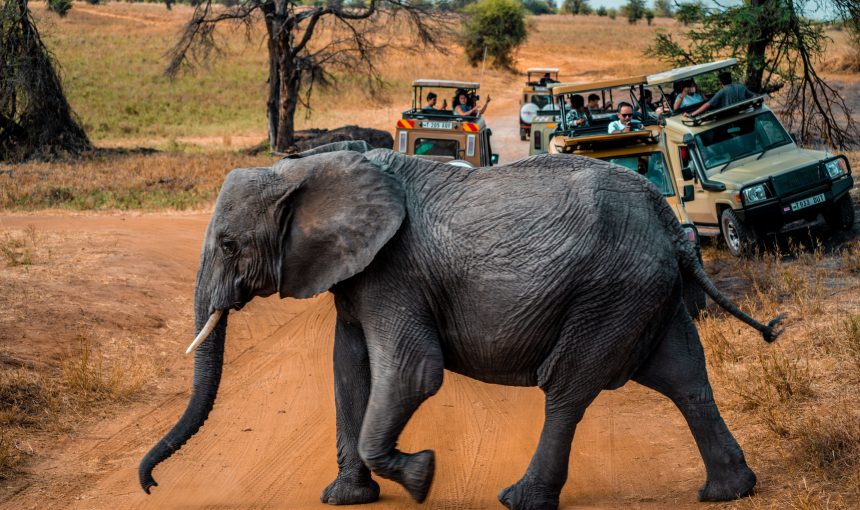 Kenya vs Tanzania Safari: Complete Guide to Wildlife, Cost and Travel Experiences