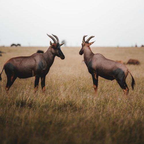 4 Days Kenya Private Safari – Amboseli- Tsavo West- Tsavo East & Diani Beach