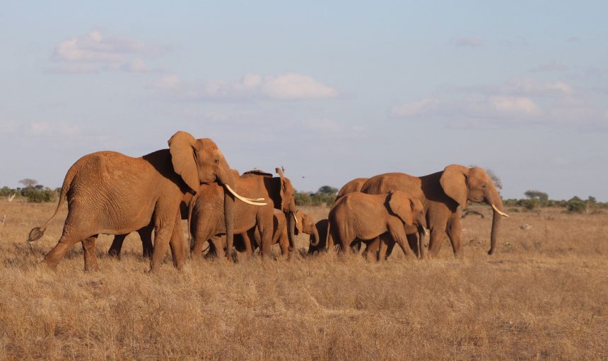Best Time to See the Big Five in Kenya | Ultimate Kenya Safari Wildlife Experience