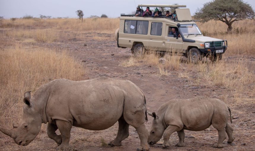 Masai Mara vs Serengeti Safari: Which Is Better for Wildlife & Great Migration?